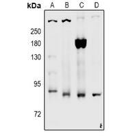 CD91 (Phospho-Ser4520) Antibody