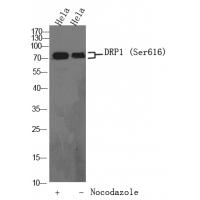 DRP1 (Phospho-Ser616) Antibody