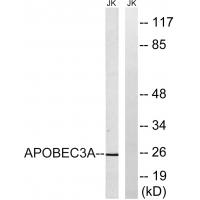 APOBEC3A Antibody