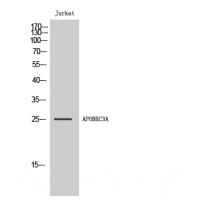 APOBEC3A Antibody