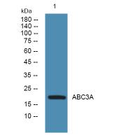 APOBEC3A Antibody