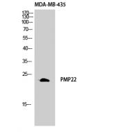 GAS3 Antibody