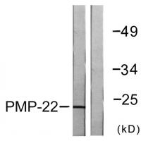 GAS3 Antibody