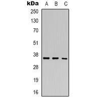 HRT2 Antibody