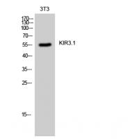 KIR3.1 Antibody