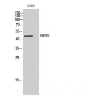 NMUR1 Antibody