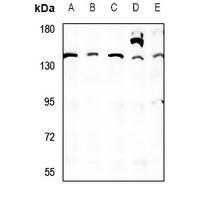 QSK Antibody