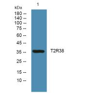 TAS2R38 Antibody