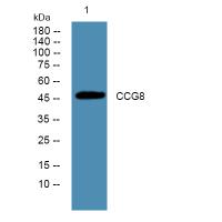 CACNG8 Antibody