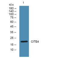 CITED4 Antibody