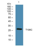 T106C Antibody