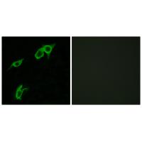 GPR75 Antibody