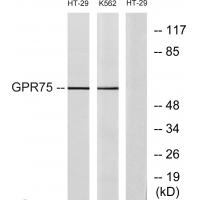 GPR75 Antibody