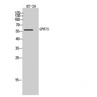 GPR75 Antibody