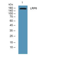 LRP6  Antibody