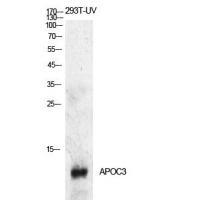 APOC3 Antibody