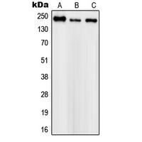 Na+ CP type I alpha Antibody