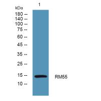 MRPL55 Antibody