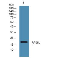 C9orf23 Antibody