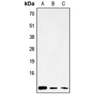 MT-ATP8 Antibody