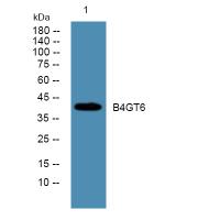 B4GALT6 Antibody