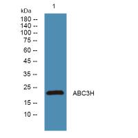 APOBEC3H Antibody