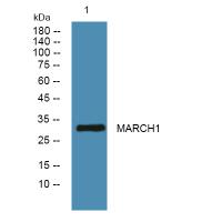 MARCH1 Antibody