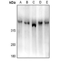 LRP1B Antibody