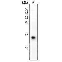 S100G Antibody