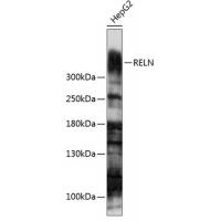 RELN Antibody