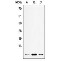 ELOF1 Antibody