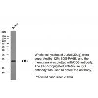 CD3 (ABT-CD3) mouse mAb