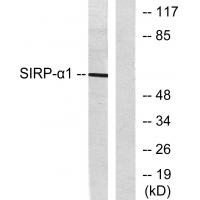 SIRP-α1 Polyclonal Antibody