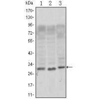 CD69 Monoclonal Antibody