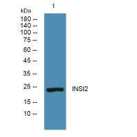 INSI2 Polyclonal Antibody