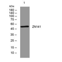 ZN141 rabbit pAb