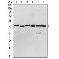 PDK1 Monoclonal Antibody