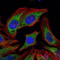 PDK1 Monoclonal Antibody