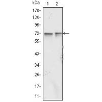 FMR1 Monoclonal Antibody