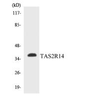 T2R14 Polyclonal Antibody