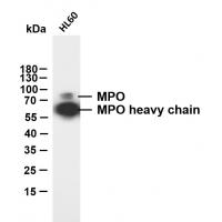 Myeloperoxidase(MPO) (ABT-MPO) mouse mAb