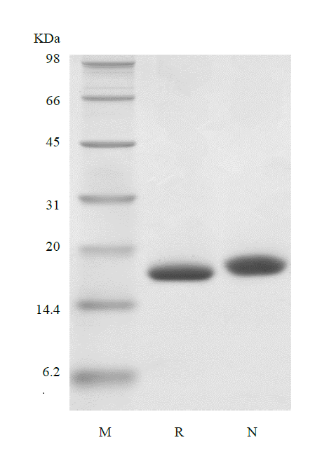 Recombinant Human Interleukin-1 Receptor Antagonist Protein