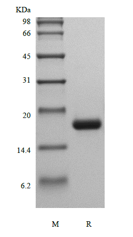 Recombinant Human Macrophage Colony-stimulating Factor