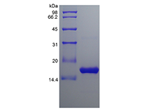 Recombinant Human B cell Activating Factor Rececptor/TNFRSF13C