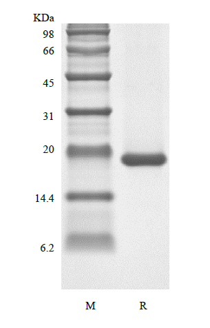 Recombinant Human Leukemia Inhibitory Factor