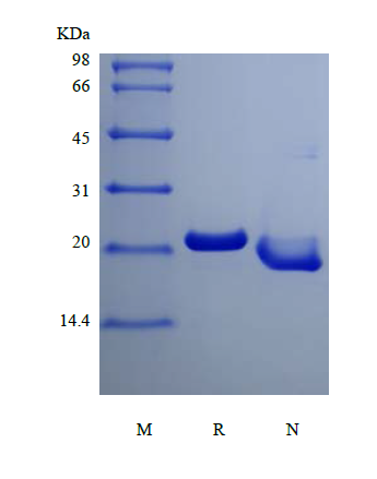 Recombinant Human Oncostatin-M, 195a.a.