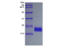 Recombinant Human Endothelial-Monocyte  Activating Polypeptide II