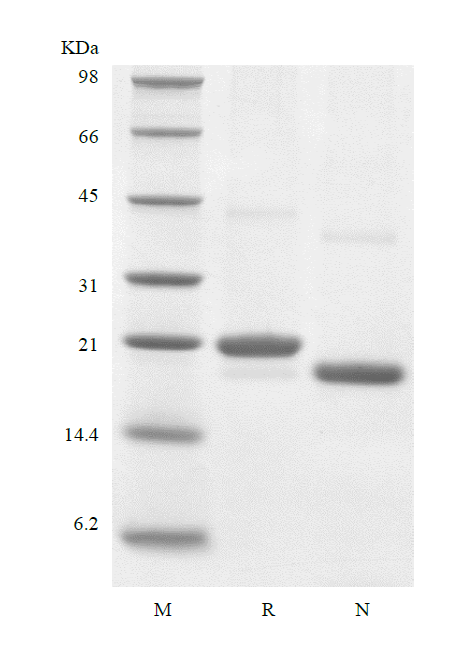 Recombinant Human Endostatin