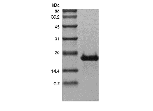 Recombinant Human Transmembrane Activator and CAML Interactor/TNFRSF13B