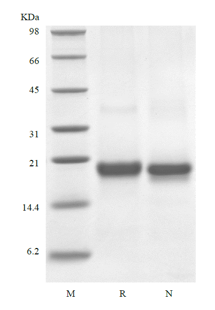 Recombinant Human soluble Fas Receptor/TNFRSF6